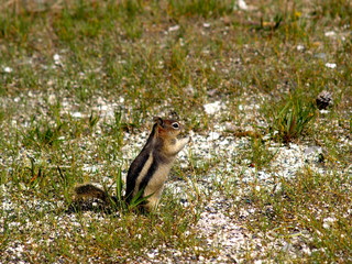 standing squirrel