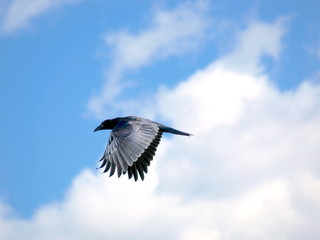 A Flying black bird