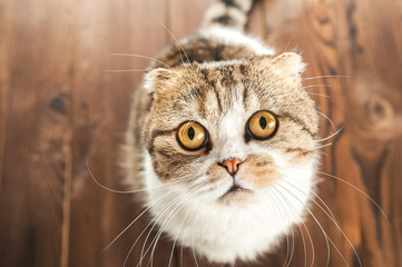 Cat in surprise looks with big eyes close up. British shorthair cat