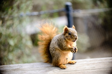 Obraz premium close up photos of outdoor squirrel