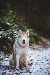 Cute Siberian Husky dog sitting on the snow in front of fir-tree in the winter forest