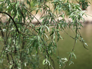 Pyrus salicifolia 'Pendula' - Feuilles argentées du poirier à feuilles de saule
