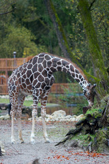 Giraffe in the cage outside