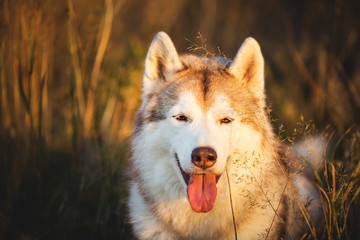 Beautiful Beige and white dog breed Siberian Husky lying in fall on a bright forest background.