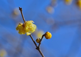 春の訪れを知らせるロウバイの黄色い花