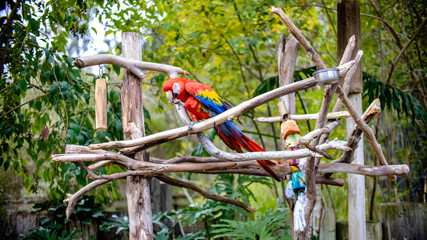 Pretty colorful parrot in the zoo