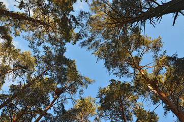 The tops of the pine trees against the blue sky.