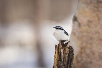 Cute Eurasian Nuthatch Sitta europaea bird in the winter forest, sitting on a stump at sunset