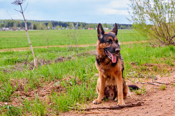 Dog German shepherd with a stick outdoors in a summer