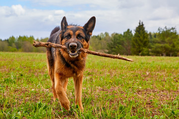 Dog German shepherd with a stick outdoors in a summer