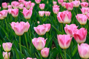 Beautiful tulips in the garden. Bright red flowers. Spring and summer background. Background for social networks. Natural spring background.
