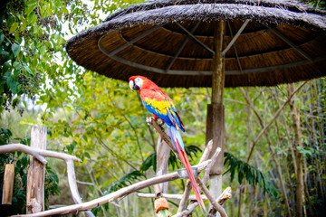 Pretty colorful parrot in the zoo
