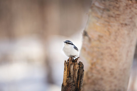 Cute Eurasian Nuthatch Sitta europaea bird in the winter forest, sitting on a stump at sunset