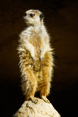 wild animal meerkat standing at mound