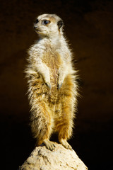 Fototapeta premium wild animal meerkat standing at mound