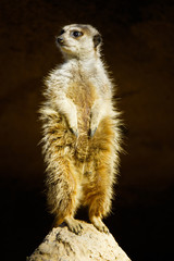 wild animal meerkat standing at mound