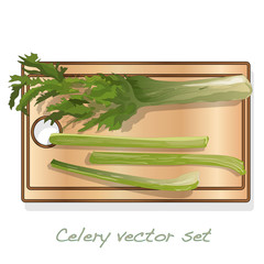 Celery illustration set on white backgrond. Vector image.