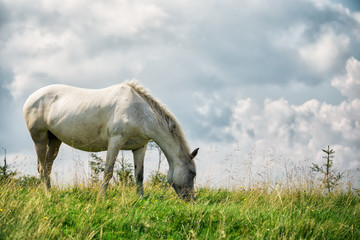 Naklejka na ściany i meble White horse on a green pasture