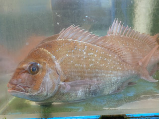 two live snapper fish in a tank at tsukiji market in tokyo, japan