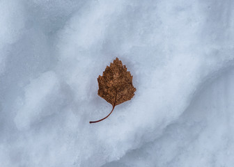 Dry brown leaf on snow
