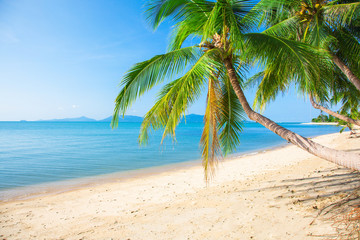 Fototapeta na wymiar beach and coconut plm tree