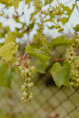 Green grapes on a grapevine