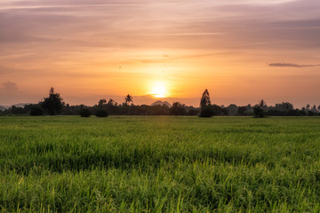 Fototapeta na wymiar Rice field in countryside