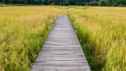 Obraz premium Wooden bridge on rice field in countryside