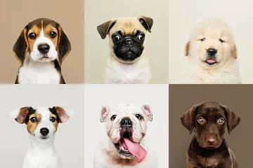 Fototapete Hund Porträtsammlung entzückender Welpen