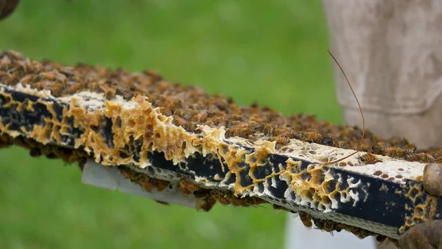 Close Up on wax covered honeybee hive tray as beekeeper checks for disease
