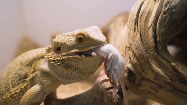 Bearded agama eat mouse
