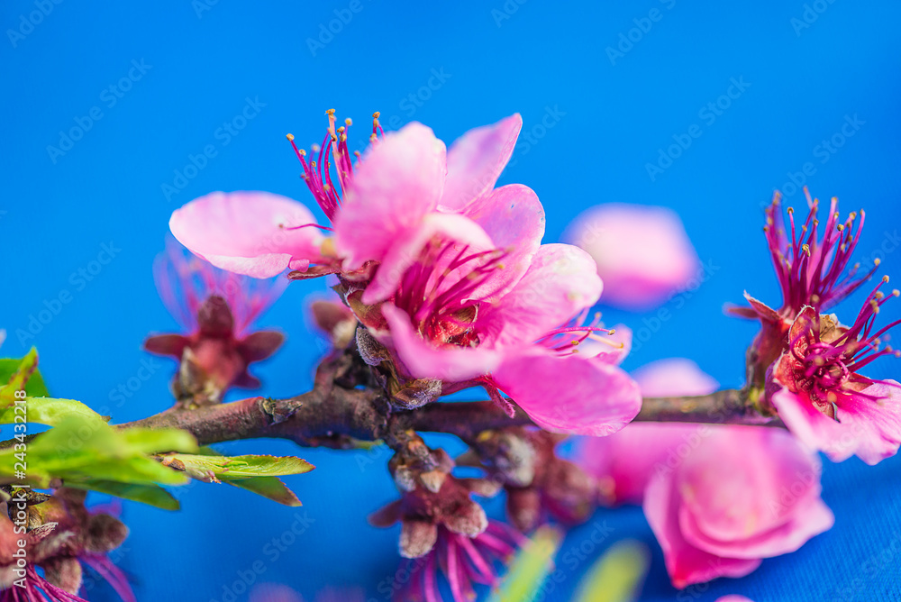 Wall mural Beautiful purple peach blossom on the blue background