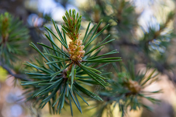 Naklejka na ściany i meble Pine branch during flowering