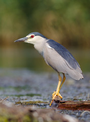  Black-crowned Night Heron (Nycticorax nycticorax)