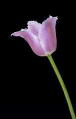 Bright purple tulip