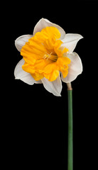 Bright spring narcissus
