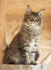 Naklejka na ściany i meble Maine Coon kitten
