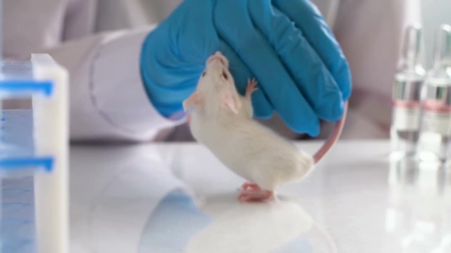Medical Research Scientist Holds Laboratory Mouse. She Works in a Bright and Modern Laboratory.