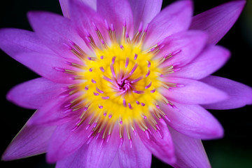bee on lotus