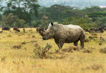 White Rhino,  Ceratotherium simum, Nakuru, Kenya, Africa.