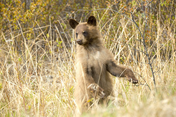 Schwarzbär wildlife © grizzlybaerin