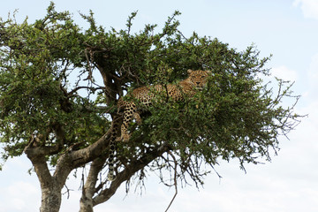 Fototapeta na wymiar Leopard on acacia tree, Panthera pardus, Maasai Mara, Kenya, Africa.