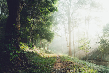 Morning in the forest Fog and sunlight 