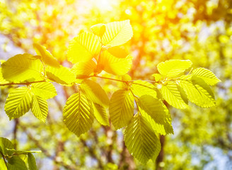 Green leaves in forest background in sunny day