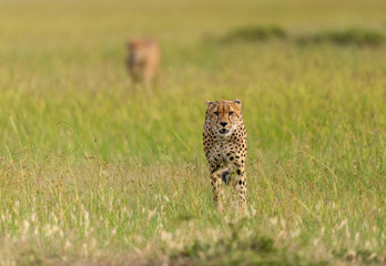 Cheetahs on a hunt, Maasai Mara, Kenya, Africa.