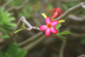 Beautiful pink Azalea or Desert Rose flower in garden with green nature