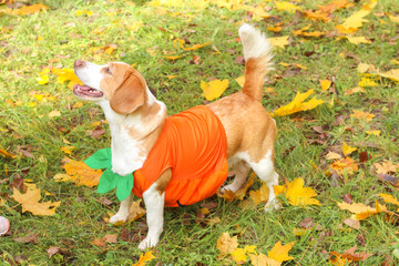 beagle in pumpkin costume