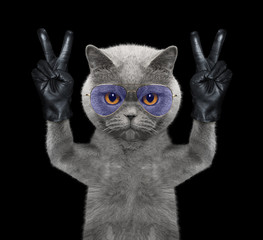 Cat with two victory fingers. Isolated on black