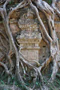 Sambor,prei,kuk,Prasat,Tao,Chrey,world,heritage,temple,ancient,N18,interior,tree,root,ruined,ruin,