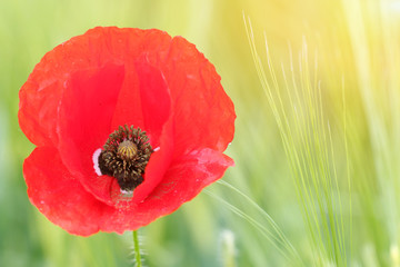 beautiful red poppy flower closeup morning spring season
